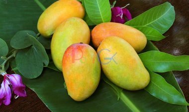 પૌષ્ટિક કેરી દવાઓ કરતાં વધુ સારી છે