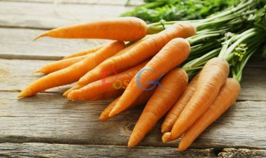 તમે ગાજર ખાશો પણ શું તમે તેના સુવર્ણ લાભ વિશે જાણો છો?