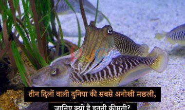 तीन दिलों वाली दुनिया की सबसे अनोखी मछली, जानिए क्यों है इतनी कीमती?