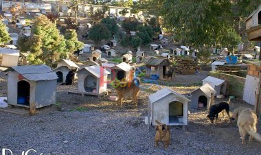 आपने इंसानो के गाउ के बारे में तो सुना होगा पर यहाँ है कुत्तो का गाउ जी है | एक पुरे का पूरा गाउ  जिसमे सिर्फ कुत्ते ही रहते है