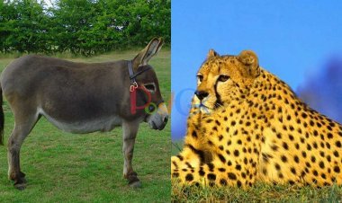 फोटो एडिटिंग: कभी बिना गले के जानवरों को देखा है? देखिए 14 पिक्स में कितने प्यारे जानवर दिख रहे हैं,