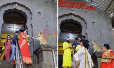 मंदिर के बाहर कुत्ता दे रहा आशीर्वाद, वायरल हो रहा है वीडियो