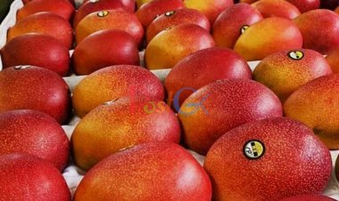 ये है दुनिया का सबसे महंगा आम, कीमत जानकर होंगे परेशान