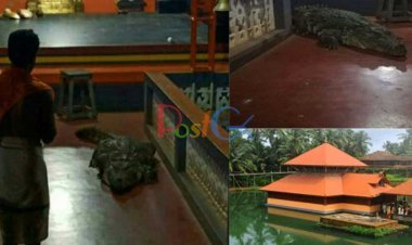केरल में इस मंदिर की रक्षा करता है मगरमच्छ, पुजारी हाथ से देते हैं मगरमच्छ को प्रसाद!