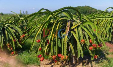 इस फल को बोओ तो यह आपको 30 साल तक फल देगा और 1 किलो की कीमत 300 रुपये है
