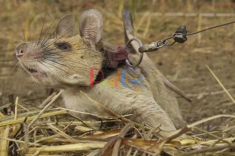 संभव नहीं!! अफ्रीकी चूहे ने बचाई हजारों जिंदगियां, मिला वीरता का पदक