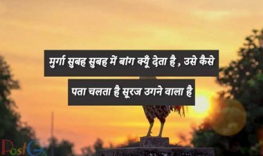 मुर्गा सुबह सुबह में बांग क्यूँ देता है , उसे कैसे पता चलता है सूरज उगने वाला है