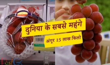 ढाई लाख आम के बाद बाजार में आए लाखों रुपये के अंगूर दुनिया के सबसे महंगे अंगूरों के एक गुच्छा के लिए साढ़े सात लाख रुपये के हैं।