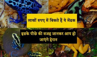 लाखों रुपए में बिकते हैं ये मेंढक, इसके पीछे की वजह जानकर आप हो जाएंगे हेरान
