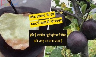 ब्लैक डायमंड  के सेब स्वाद में शहद से भी बढ़कर होते हैं नमकीन  पूरी दुनिया में सिर्फ इसी जगह पर पाया जाता है
