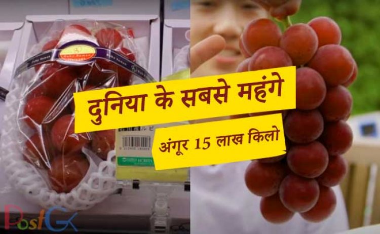 ढाई लाख आम के बाद बाजार में आए लाखों रुपये के अंगूर दुनिया के सबसे महंगे अंगूरों के एक गुच्छा के लिए साढ़े सात लाख रुपये के हैं।