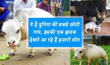 ये है दुनिया की सबसे छोटी गाय, इसकी एक झलक देखने आ रहे हैं हजारों लोग, देखें तस्वीरें