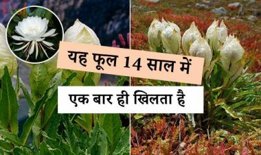 यह फूल 14 साल में एक बार ही खिलता है जिनशने भी ये देखा वो हो गया माला माल