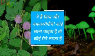 ये हैं दिव्य और चमत्कारी पौधे! कोई खाना चाहता है तो कोई रोने लगता है