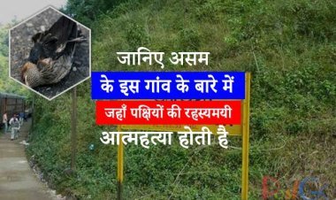 जानिए असम के इस गांव के बारे में जहाँ पक्षियों की रहस्यमयी आत्महत्या होती है .