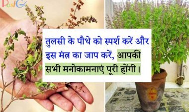 तुलसी के पौधे को छूकर इस मंत्र का उच्चारण करें, आपकी सभी मनोकामनाएं पूर्ण होंगी।