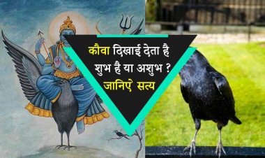 कौवा दिखाई देता है शुभ है या अशुभ ? जानिए कौवे से जुड़े शुभ और अशुभ संकेत