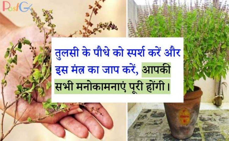 तुलसी के पौधे को छूकर इस मंत्र का उच्चारण करें, आपकी सभी मनोकामनाएं पूर्ण होंगी।