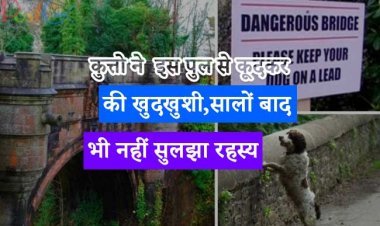 कुत्तो ने  इस पुल से कूदकर की  खुदखुशी,सालों बाद भी नहीं सुलझा रहस्य