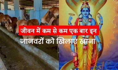 जीवन में कम से कम एक बार इन जानवरों को खिलाएं खाना, गरीबी 7 जन्म तक आपके इर्द-गिर्द नहीं घूमेगी